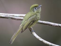 Image result for Rhynchotropis