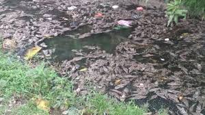 1732 dan 7732 = ikan mas mati. Ribuan Ikan Sapu Sapu Mati Mendadak Di Sungai Kresek Regional Liputan6 Com
