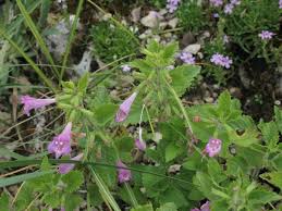 Image result for Clinopodium