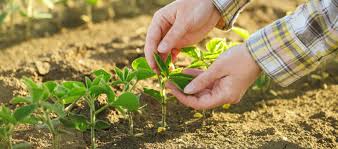 Fertilizarea terenului ocupat cu vie este absolut necesara. Leguminoase Lebosol Romania Srl