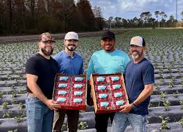 Wish Farms harvests year's first strawberry flat in Florida