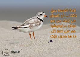 صور مضحكة صور اطفال صور و حكم موقع صور animals plover photo