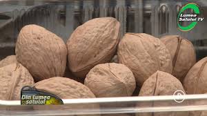 În mediu pe hectar putem atinge deja o tonă. Claudiu Bologa O PlantaÈ›ie De Nuci Poate Aduce Un Venit De 3 000 Euro LunÄƒ Youtube