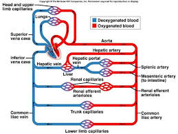 how does the hepatic portal vein differ from other veins