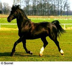 Groningen Horse This Would Be My Draft Horse Horses Warmblood Horses Groningen