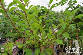 Image result for mandloň trojlaločná