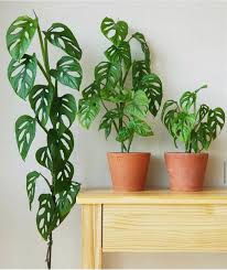 Indoor Plant Monstera Adansonii Live Plant Balconygarden Houseplant Adansonii Balconygarden Houseplant Mons House Plant Care Plants Plant Decor Indoor
