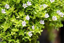 Image result for Bacopa