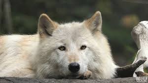 Plus, listen to live match commentary Usda S Wildlife Services Killed 386 Wolves In 2020 To Benefit Livestock Industry Wolf Conservation Center