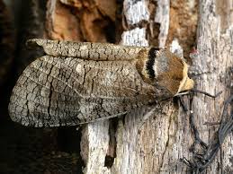 Image result for Cossus cossus