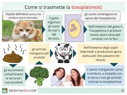 Sintomi e cibi da evitare la toxoplasmosi è un' infezione che si contrae tramite contatto con animali o cibi infetti, come carne cruda e frutta e verdura non lavate. Toxoplasmosi Sintomi Alimentazione Incubazione Contagio E Terapia