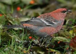 Identification Birds Of North Georgia Pine Grosbeak Only Found In Far North Birds Of Georgia Backyard Birds Bird Identification