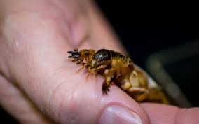 Gryllotalpidae cartoon pest mole cricket insect fried cricket gryllotalpa gryllotalpa cricket eyes fried crickets eating cricket eating crickets cricket animal. Praire Mole Crickets In Oklahoma