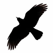 Black And White Ravens Clipart Raven Flying Clipart In 2020 Flying Bird Silhouette Crow Silhouette Raven Artwork