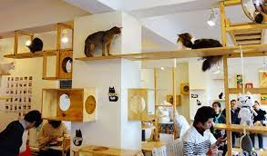 Boutique Cafe Hybrids Cat Cafe Pet Cafe Kitty Cafe