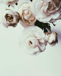 Ranunculus Study Flowers Nature Love Flowers Beautiful Flowers
