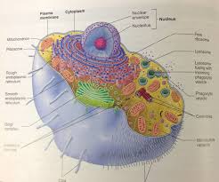 The cell only spends 10% of its lifespan in. Pin By Cheri Dennen On Biology Nuclear Membrane Anatomy Class Animal Cell