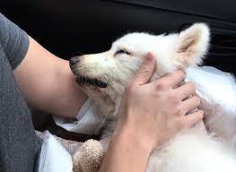 Why Your Dog S Death May Be The Most Difficult Event Of Your Life