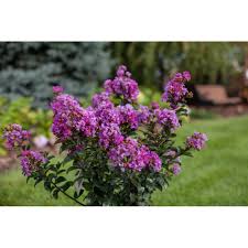 Learn more about monrovia plants and best practices for best possible plant. All Products Seed World