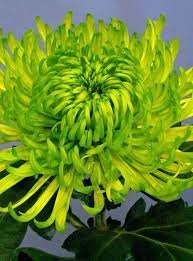 Chrysanthemum Green Shamrock Demand Has Been High For This Fancy Green Chrysant Chrysant Chrysant Wedding Flowers Foliage Chrysanthemum Unusual Flowers