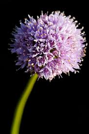 4 hours ago bee of yellow flower of dandelion macro photography wallpape last update date: Beautiful Purple Flower With Black Background Photograph By Matthias Hauser
