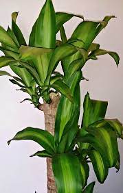 Check spelling or type a new query. Growing Dracaena Fragrans How To Grow Corn Plants