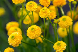 Image result for Ranunculus acris