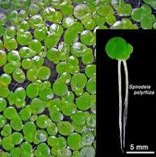 Image result for Spirodela