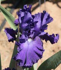 See more ideas about iris, garden, bearded iris. Tbautumnrain Tbathrue Iris Wiki
