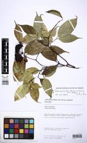 Image result for Malouetia