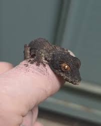 Image result for Urochloa serrata