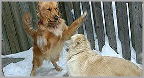 However, aggression in domesticated dogs is potentially dangerous and destructive because the behavior often destructs and threats to other people and pets. Aggressive Dog Training Programs Behaviour Dog Trainer