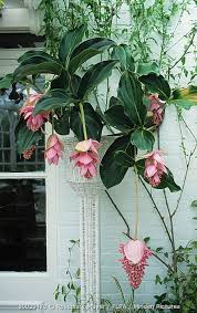 Image result for Medinilla