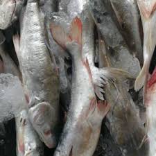 Hal ini disebabkan oleh minyak ikan. Ikan Mayong Laut Seafood Shopee Malaysia