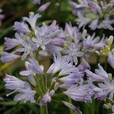 Image result for Agapanthus praecox