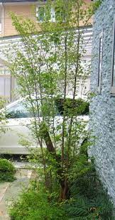 gardening おしゃれまとめの人気アイデア pinterest 理恵子 関野 庭 ガーデンプラン 現代庭園