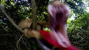This terrifying brazilian island has the highest concentration of venomous snakes anywhere in the brazil's ilha de queimada grande is the only home of one of the world's deadliest, and most. Snake Island Vice Video Documentaries Films News Videos