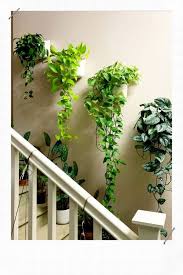 Pin Auf Plantes Maison Decoration