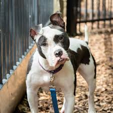 Eli is gentle and loving. All Animal Adoptions Are Free At These D C Area Shelters On Saturday Dcist