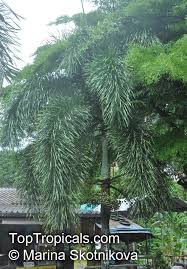 Image result for Wodyetia