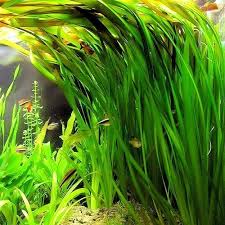 Image result for Vallisneria