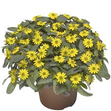 Image result for sanvitalia combine in pots