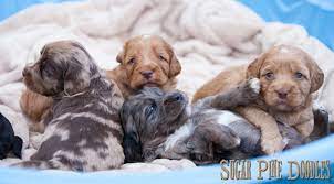 We did not find results for: Sugar Pine Doodles Labradoodle Puppies In Northern California