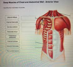 Note how the aponeuroses of the 3 lateral abdominal muscles envelop the rectus abdominus and form the linea alba. Solved Deep Muscles Of Chest And Abdominal Wall Anterio Chegg Com