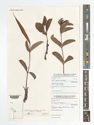 Image result for Raphionacme linearis