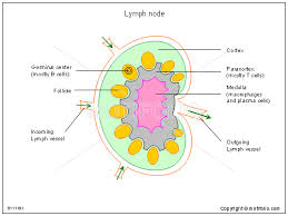 Lymph Node Illustrations