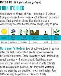 How To Grow 4 O Clocks Plant Lighting Four O Clock Color Mixing