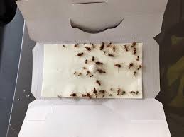 Ishh bahaya pulak kalau gas tu jadi beracun kalau terperangkap dalam kereta. Letak Tinggal Dan Tunggu Cara Berkesan Untuk Selesaikan Masalah Lipas Dalam Kereta