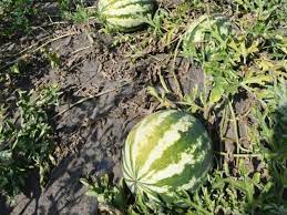 Maybe you would like to learn more about one of these? Melonen Im Garten Anbauen