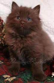 Black And White Ragdoll Cat For Sale Chocolate Solid Ragdoll Kitten Too Cute Cats Cat Fluffycat Ragdolls Ragdoll Kittens Pearlandc In 2020 Ragdoll Kitten Ragdoll Cat Colors Ragdoll Cat Breeders